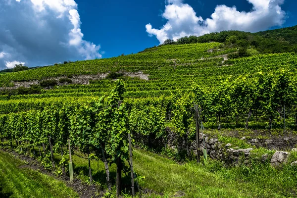 Vinodling Med Terrasser Wachau Donau Valley Österrike — Stockfoto