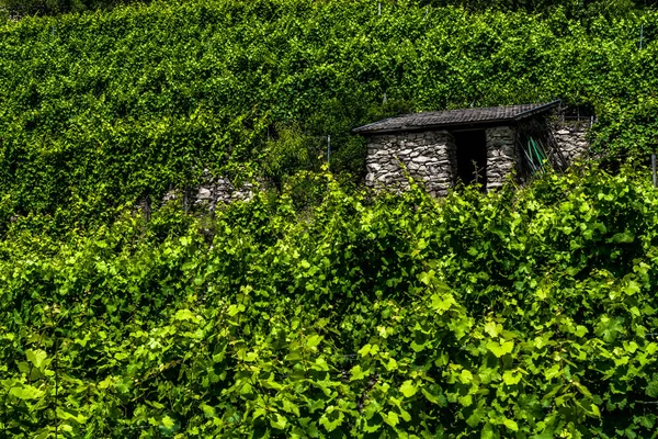 Sten Hut Vineyard Wachau Donau Valley Österrike — Stockfoto