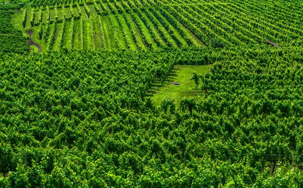 Vinodling Wachau Donaudalen Österrike — Stockfoto