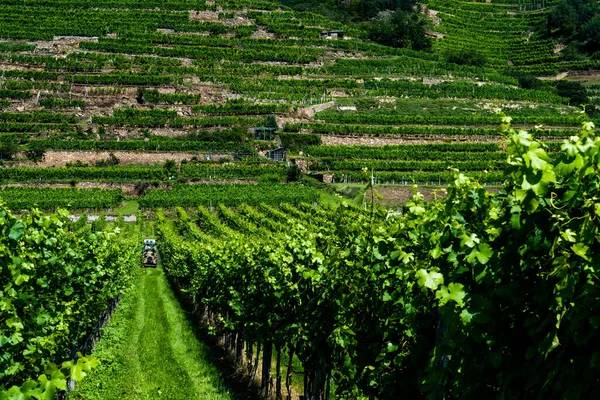 Tractor Tijdens Het Werk Groene Wijngaard Met Terras Het Donaudal — Stockfoto