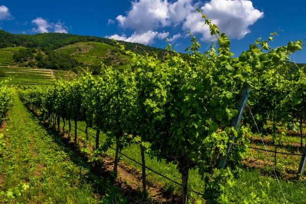 Wijngaard Met Terrassen Het Donaudal Van Wachau Oostenrijk — Stockfoto