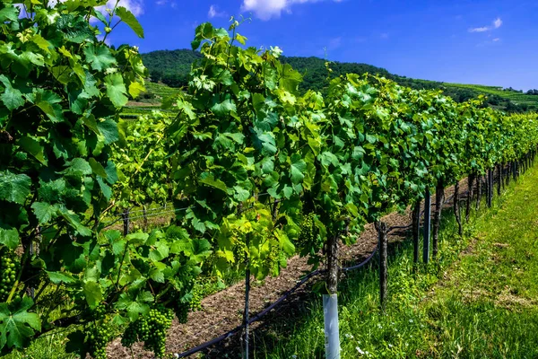 Uvas Verdes Frescas Vinhedo Com Terraços Vale Danúbio Wachau Áustria — Fotografia de Stock