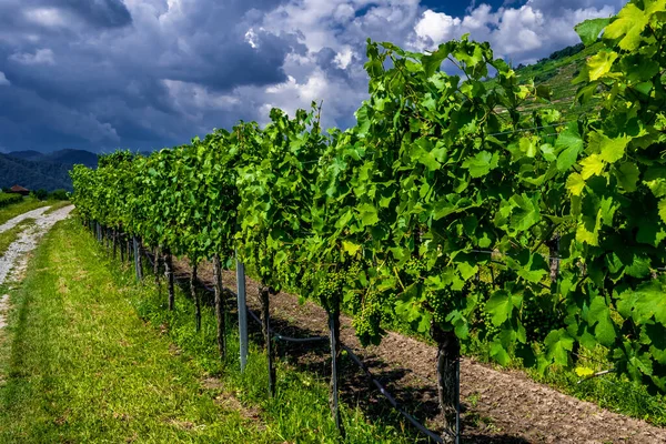 Frisse Groene Druiven Wijngaard Met Terrassen Het Donaudal Van Wachau — Stockfoto