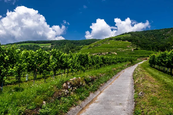 Smal Väg Med Vingårdar Och Terrasser Wachau Donau Valley Österrike — Stockfoto