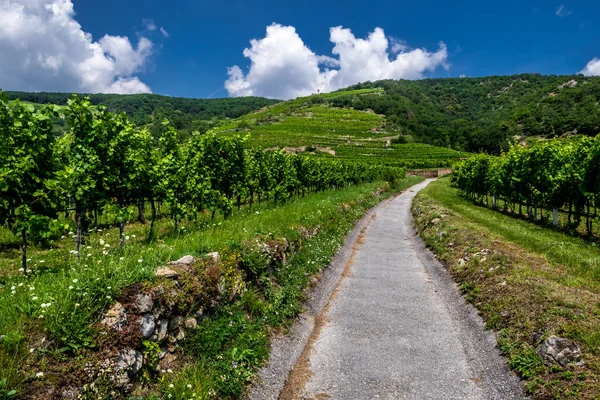 Smal Väg Med Vingårdar Och Terrasser Wachau Donau Valley Österrike — Stockfoto