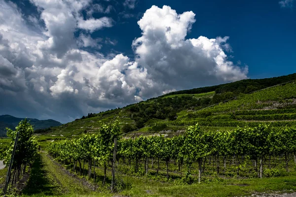 Vinodling Med Terrasser Wachau Donau Valley Österrike — Stockfoto