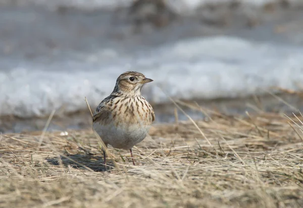 Skylark na primavera fica na grama seca do ano passado — Fotografia de Stock