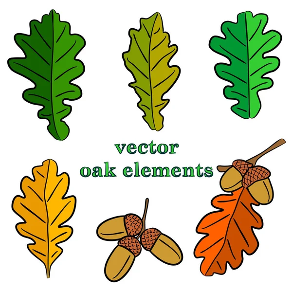 Oak leaves and acorn. Oak vector. Hand drawn leaves. Natural. Acorn and leaves