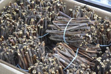 Küçük ağaç dalları demetler halinde bağlı