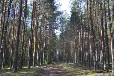 Yazın küçük bir teknesi olan orman nehri