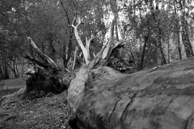 Devrilmiş ağaç, parkın manzarasında desenli fotoğraf. Siyah-beyaz