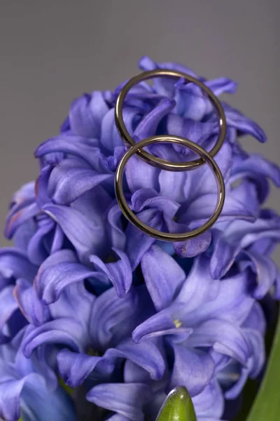 Due fedi nuziali su un bel fiore blu come simbolo di bloo — Foto Stock