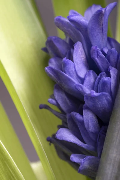 Blue flower hyacinth on dark background. Close up with studio li