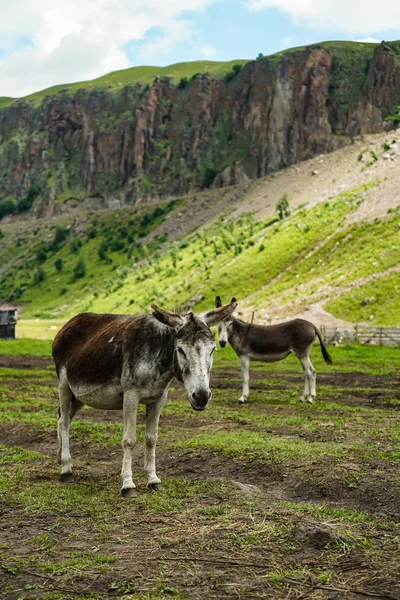 Dois Burros Pastam Pasto Vale Montanhas — Fotografia de Stock