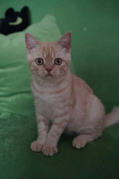 Scottish Dirigido Gatinho Cabelos Vermelhos Com Orelhas Retas Senta Sofá — Fotografia de Stock