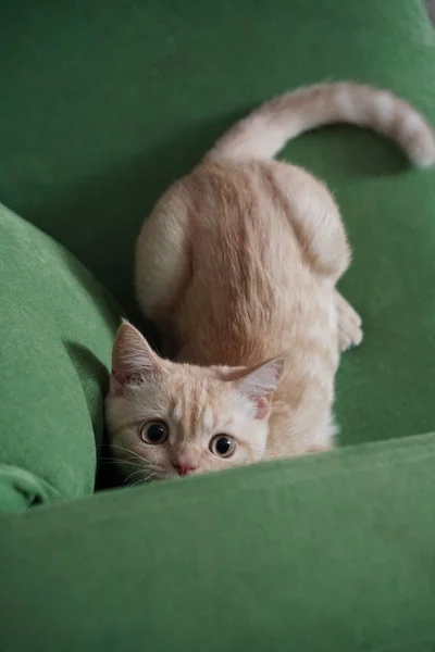 İskoç saçlı, kızıl saçlı, düz kulaklı kedi yavrusu bir dairedeki koltukta oturuyor.