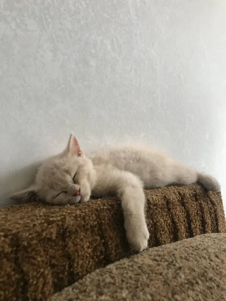 Pequeno Britânico Gatinho Dorme Docemente Sofá Apartamento — Fotografia de Stock