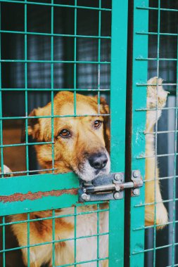 Parmaklıkların arkasındaki bir barınakta başıboş bir köpeğin üzgün gözleri.
