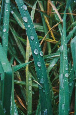 Yeşil çimenlerin üzerine yakın plan yağmur damlaları