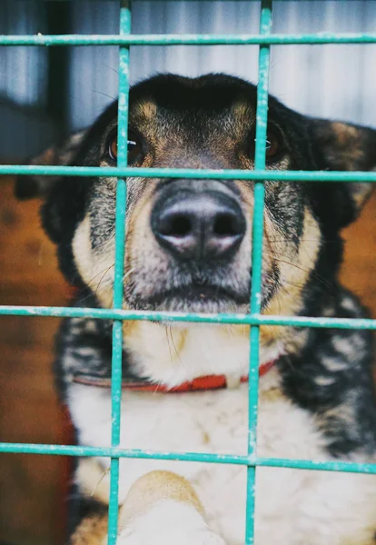 Les Yeux Tristes Chien Errant Dans Abri Derrière Les Barreaux — Photo