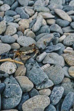 crab on a stone beach