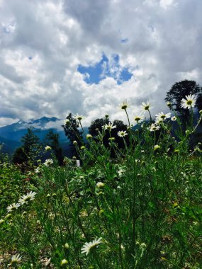 Rosa Khutor 'un dağlarında papatyalar