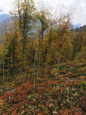Sonbahar dağlarda gül tarlasında