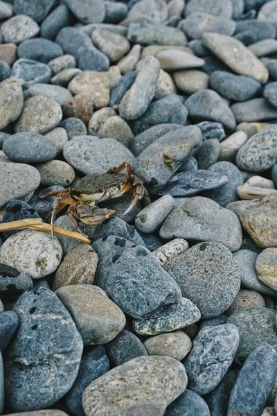 Crabe Sur Une Plage Pierre — Photo