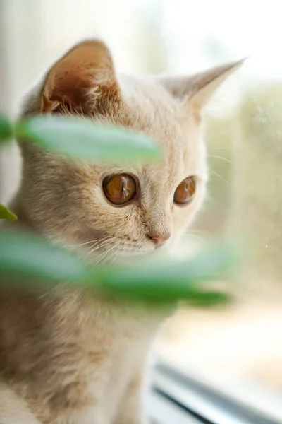 Pequeno Britânico Gatinho Sentado Janela Com Flores — Fotografia de Stock