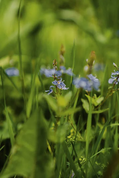 Flores Azules Veronica Officinalis — Foto de Stock