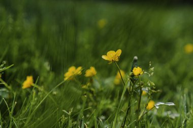 Sarı kır çiçekleri yeşil çimlerde Yazın parkta