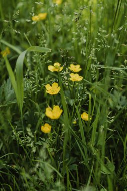 Sarı kır çiçekleri yeşil çimlerde Yazın parkta