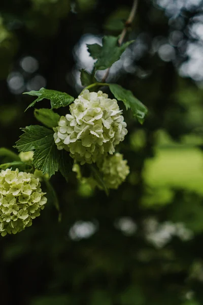 Flores Brancas Ramo Verão Entre Folhas Verdes — Fotografia de Stock