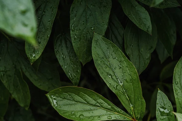 Gotas Chuva Folhas Verdes Verão — Fotografia de Stock
