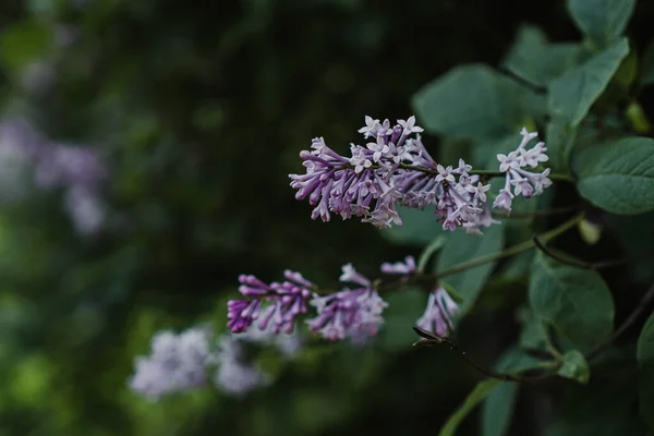 Šeříková Větev Letní Zahradě — Stock fotografie