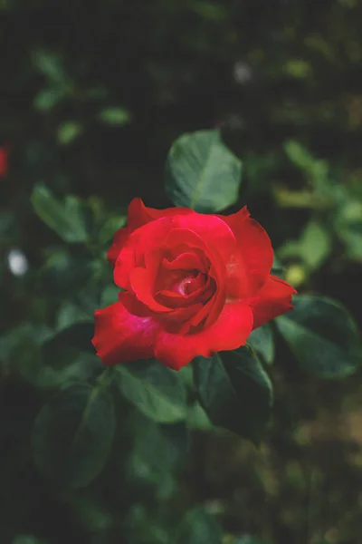 Scarlet Red Rose Background Green Leaves Garden — Stock Photo, Image