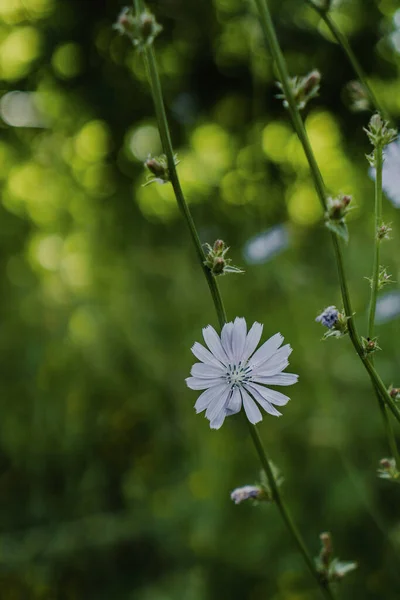 Блакитна Квітка Цикорію Полі — стокове фото
