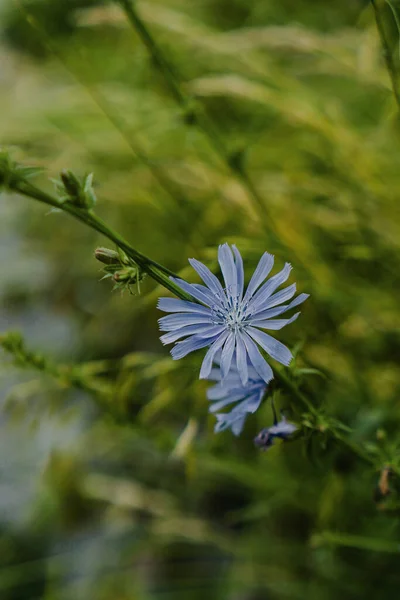 Kék Cikória Virág Területen — Stock Fotó