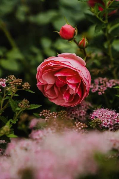 Rosa Jardín Levantó Jardín Una Rama —  Fotos de Stock