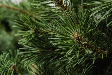 Yazın bir Noel ağacına yeşil ışık