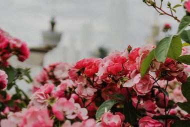 Bahçede pembe açık güller