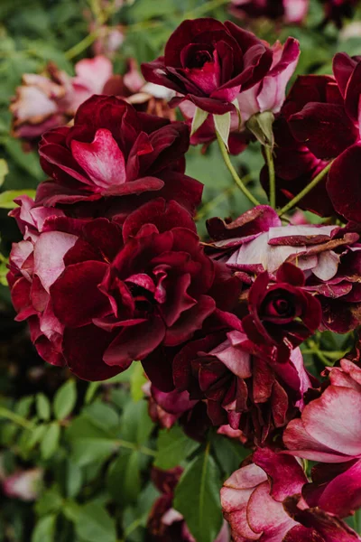 Rosas Rojas Marchitas Jardín — Foto de Stock