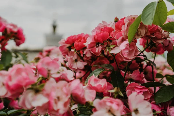 Рожеві Відкриті Троянди Саду — стокове фото