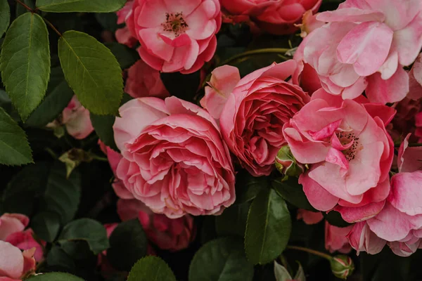 Rose Rosa Aperte Giardino — Foto Stock