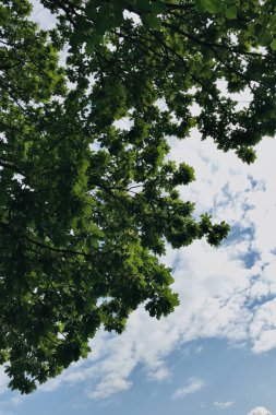 yeşil ağaç yaprakları mavi gökyüzüne karşı