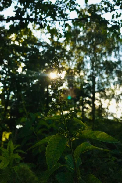 Ακτίνες Του Ήλιου Περνούν Μέσα Από Δέντρα Στο Δάσος — Φωτογραφία Αρχείου