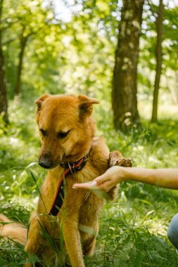 Köpek barınağındaki köpekler ormanda yürür.