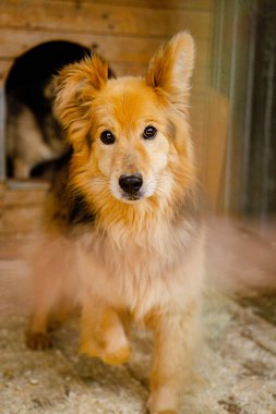 Bir köpek barınağında kafeste oturan üzgün bir köpeğe bak.