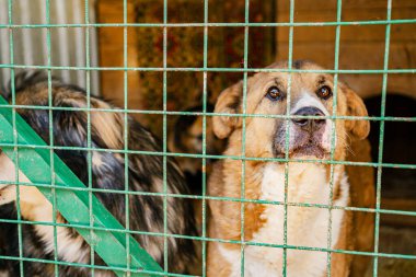Bir köpek barınağında kafeste oturan üzgün bir köpeğe bak.