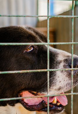 Alabai köpeği köpek barınağına bakıyor.